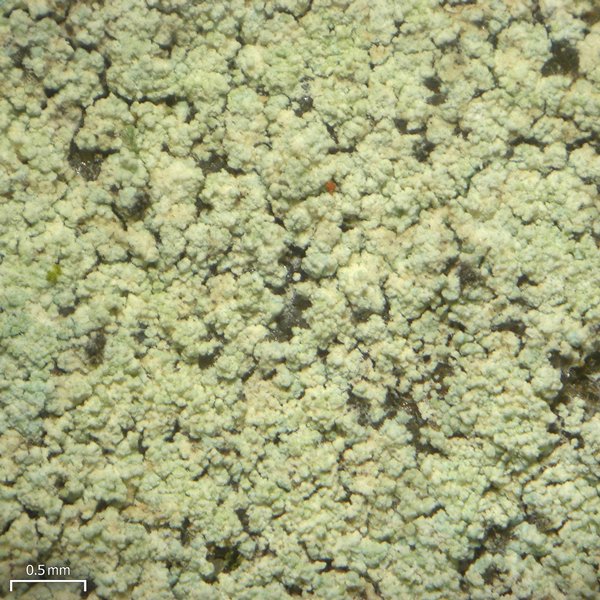 Lepraria barbatica