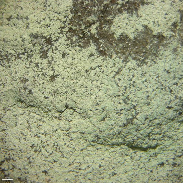 Lepraria barbatica