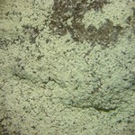 Lepraria barbatica