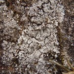 Lepraria borealis