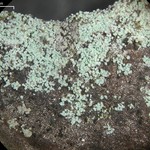 Lepraria caesiella