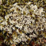 Lepraria caesioalba