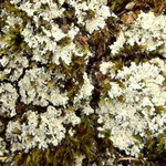 Lepraria caesioalba