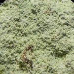 Lepraria eburnea