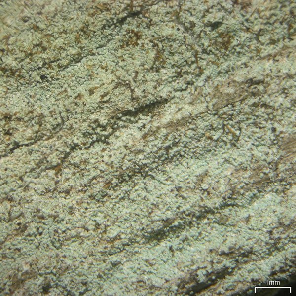 Lepraria elobata
