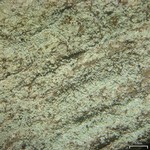 Lepraria elobata