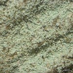 Lepraria elobata