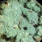 Lepraria lobificans