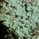 Lepraria lobificans