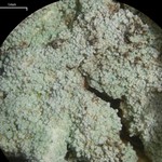 Lepraria lobificans