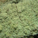 Lepraria lobificans
