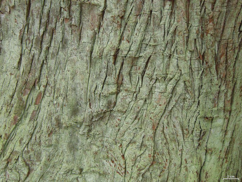 Lepraria friabilis