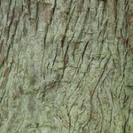 Lepraria friabilis