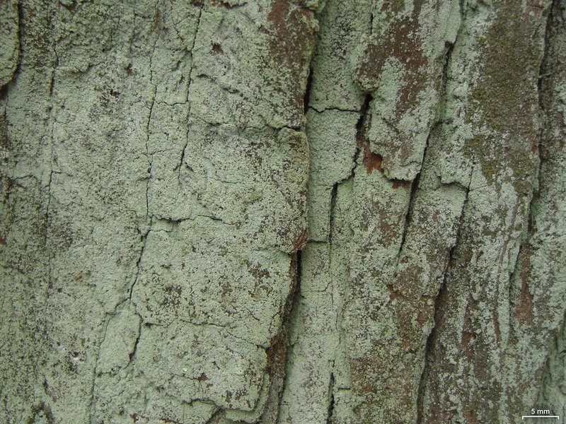Lepraria friabilis