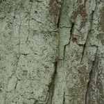 Lepraria friabilis