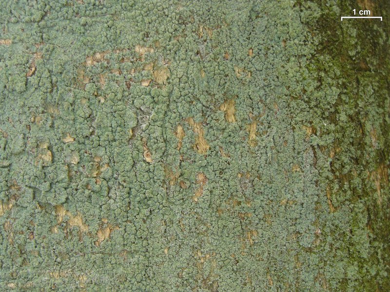 Lepraria harrisiana