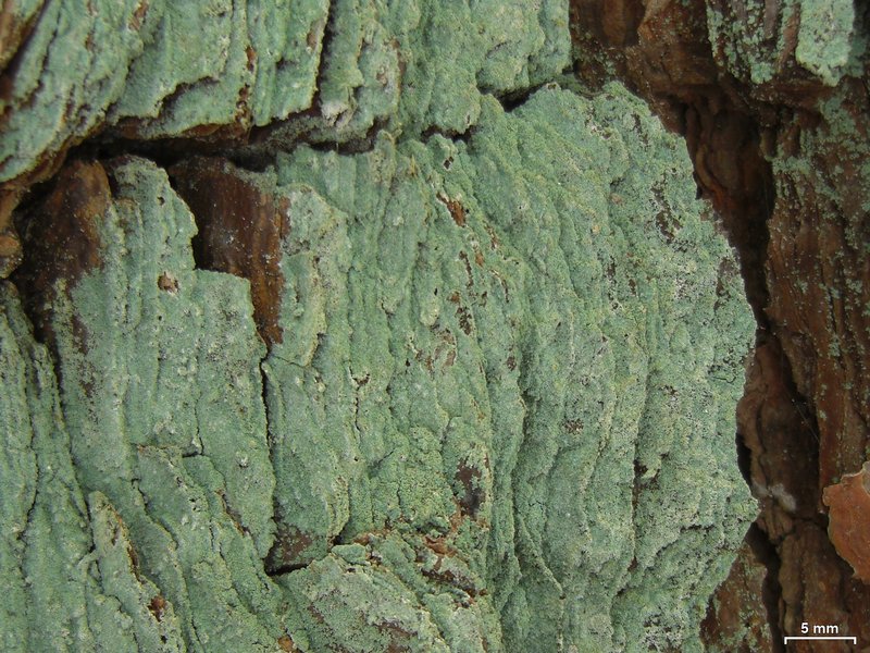 Lepraria harrisiana