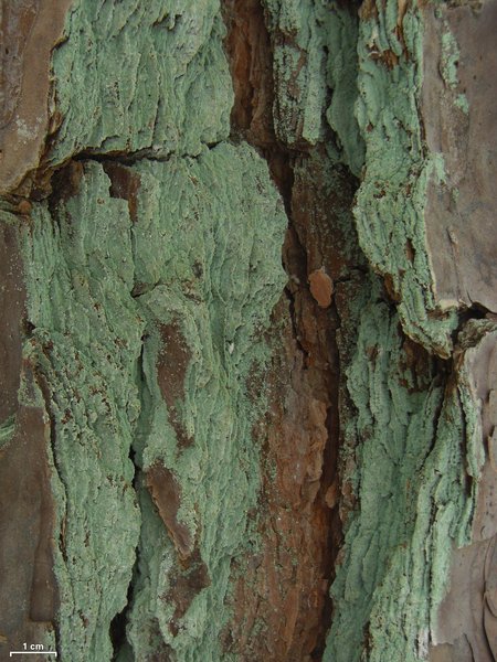 Lepraria harrisiana