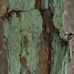 Lepraria harrisiana
