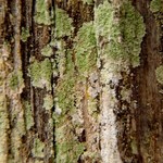 Lepraria incana