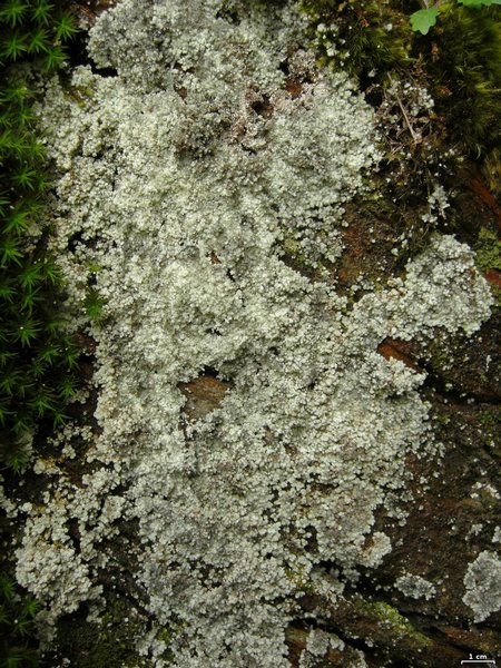 Lepraria lanata