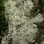 Lepraria lanata