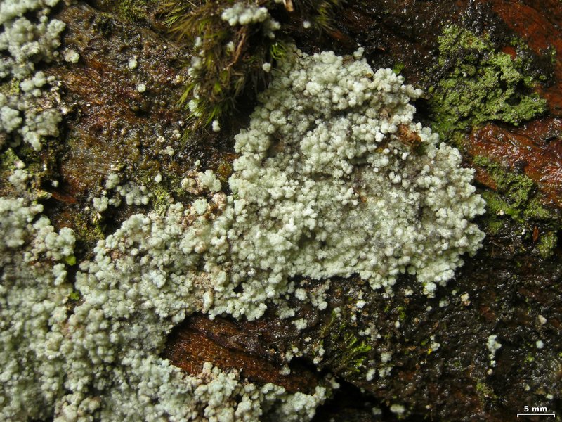 Lepraria lanata