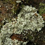 Lepraria lanata