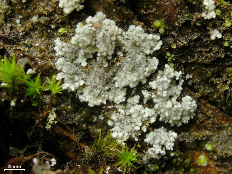 Lepraria lanata