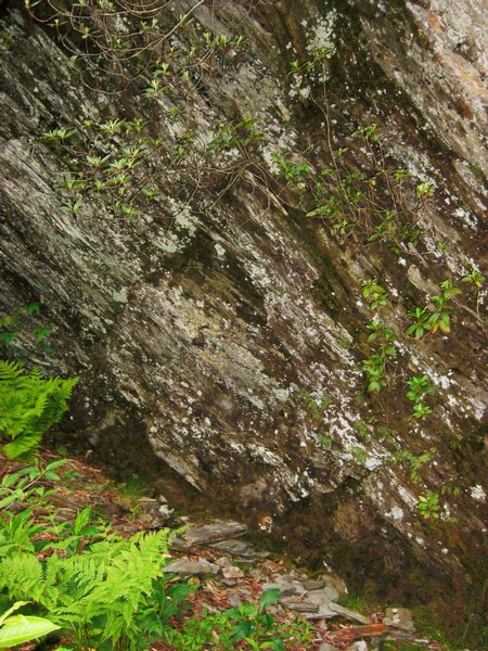 Lepraria lanata