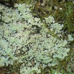 Lepraria lobificans