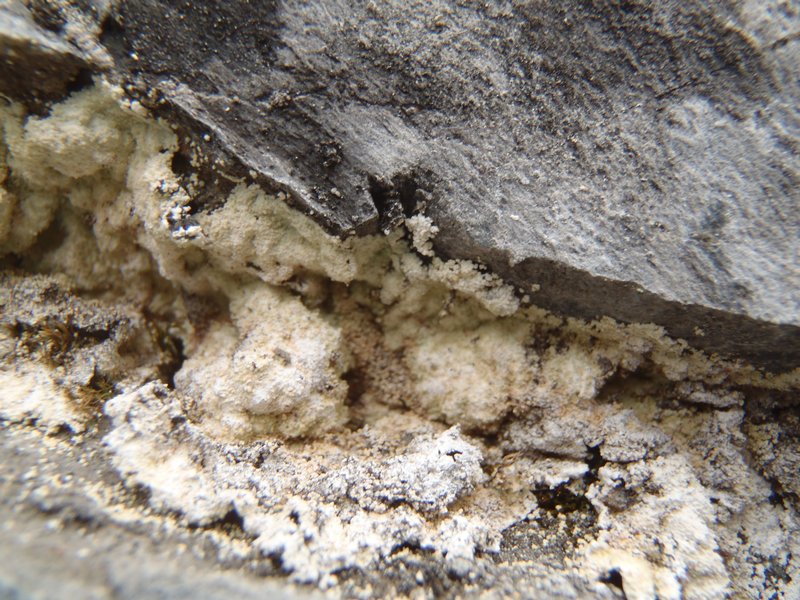 Lepraria membranacea