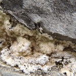 Lepraria membranacea