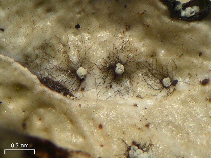 Lepraria neglecta