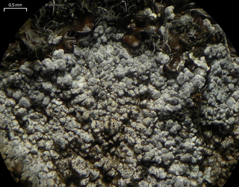Lepraria neglecta