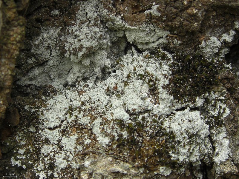 Lepraria neglecta