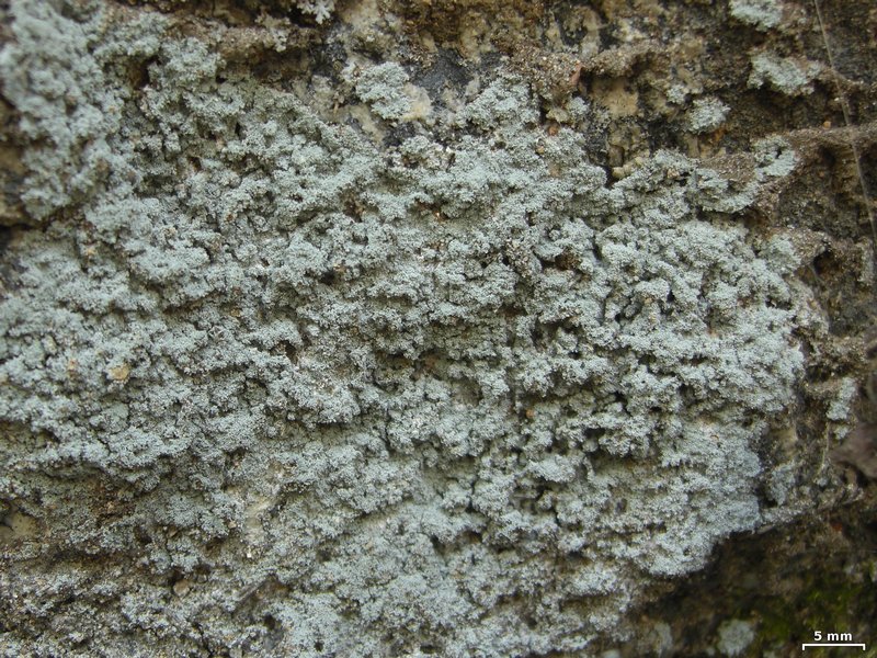 Lepraria neglecta
