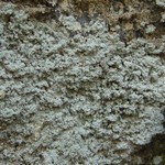 Lepraria neglecta