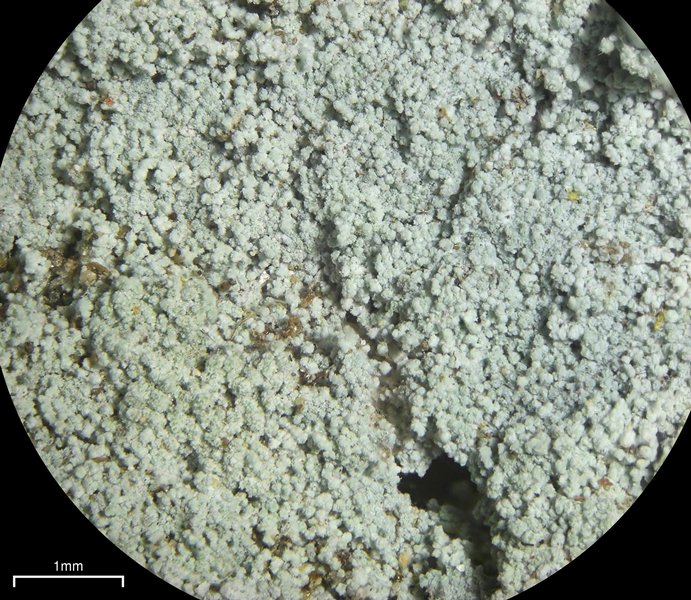 Lepraria neglecta