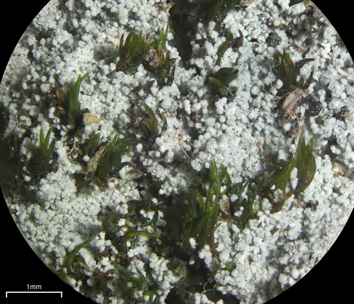 Lepraria neglecta