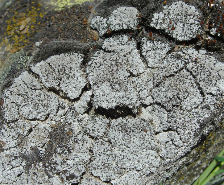 Lepraria neglecta