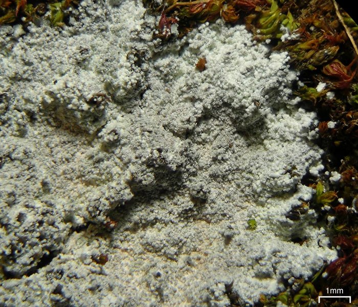 Lepraria neglecta