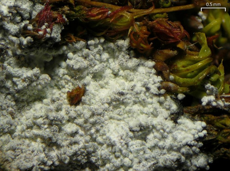 Lepraria neglecta