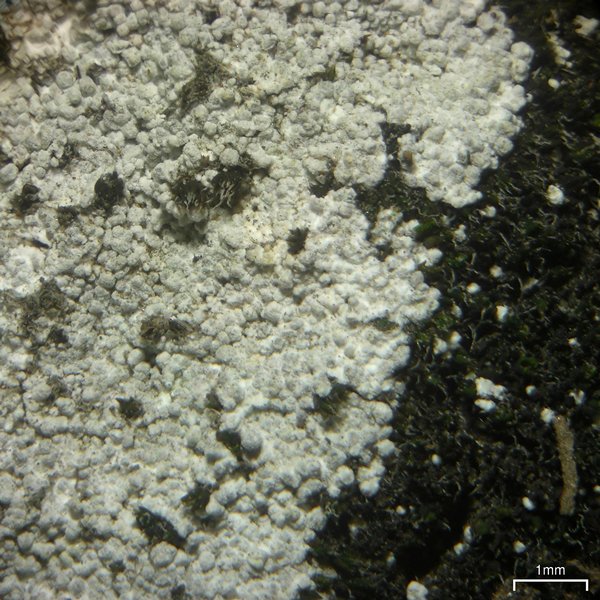 Lepraria neglecta