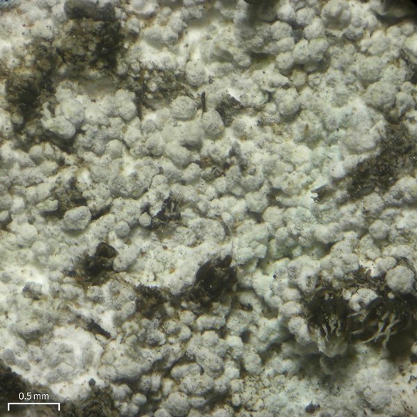 Lepraria neglecta