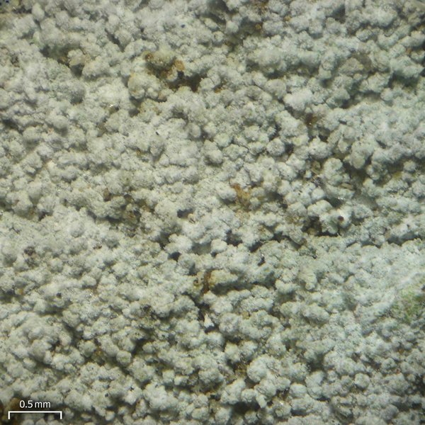 Lepraria neglecta