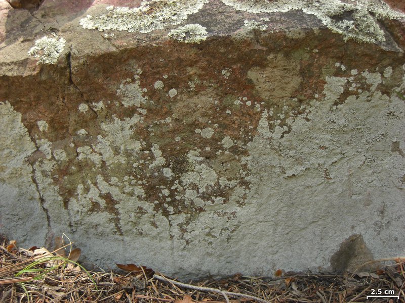 Lepraria neglecta