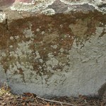 Lepraria neglecta