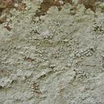 Lepraria neglecta
