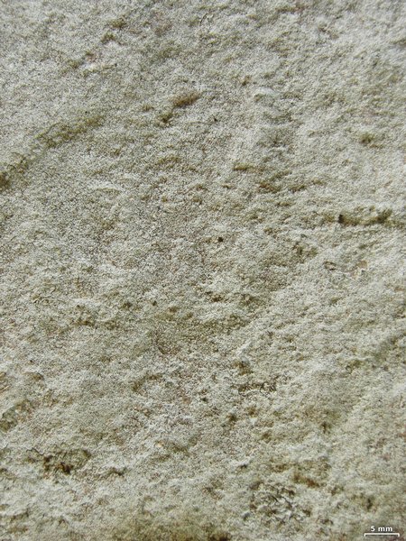Lepraria neglecta
